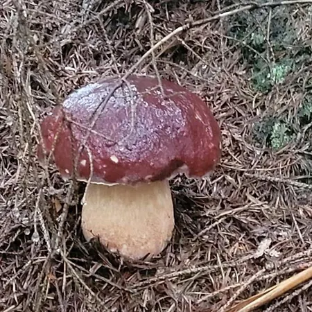 Waldmelodie Huette * Wiel