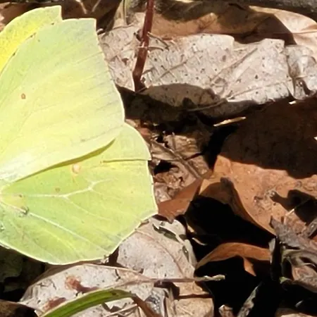 Waldmelodie Huette * Wiel